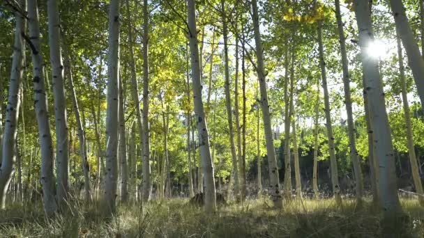 Aspen drzewa lasu z Sun Lensflare — Wideo stockowe