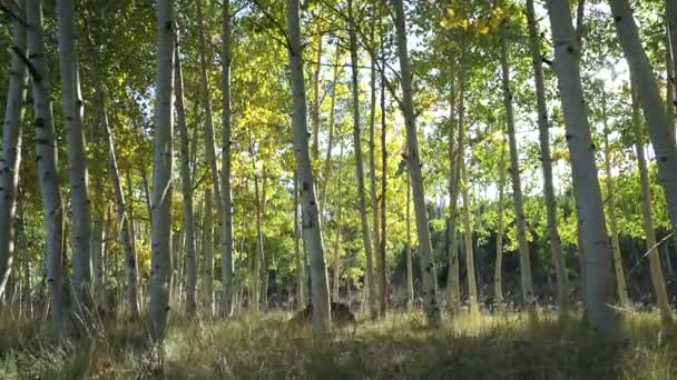 Floresta Árvore de Aspen com Sun Lensflare — Vídeo de Stock