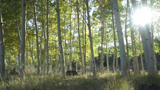 Aspen träd skog med Sun Lensflare — Stockvideo
