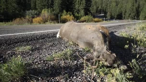 Мертвый олень на обочине пустынной дороги — стоковое видео