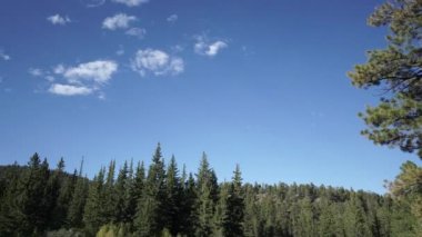 bir wilderness yol kenarında ölü geyik