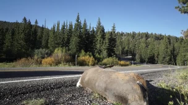 Döda rådjur vid sidan av ett vildmarken road — Stockvideo