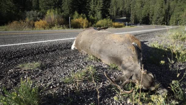 Cerfs morts au bord d'une route sauvage — Video