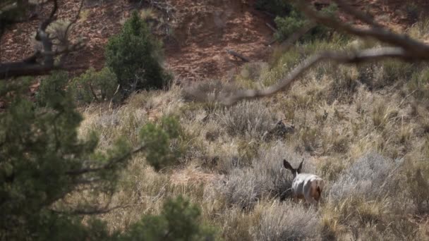Arches National Park'ta yürüyordunuz geyik — Stok video