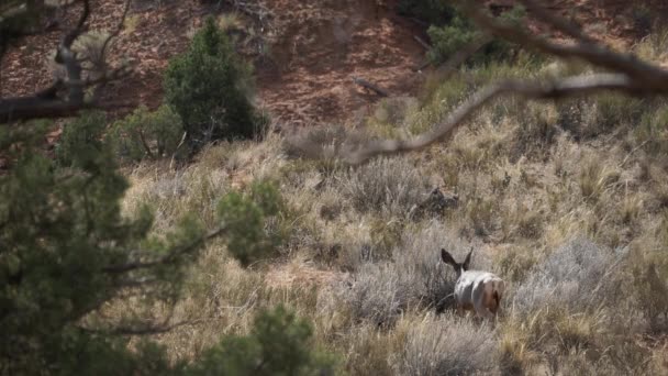 Passeggiate dei cervi nel Parco Nazionale degli Archi — Video Stock