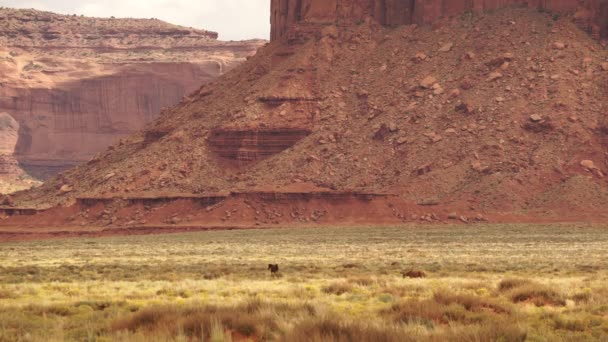 Wild Horses Near Monument National Park — Stock Video