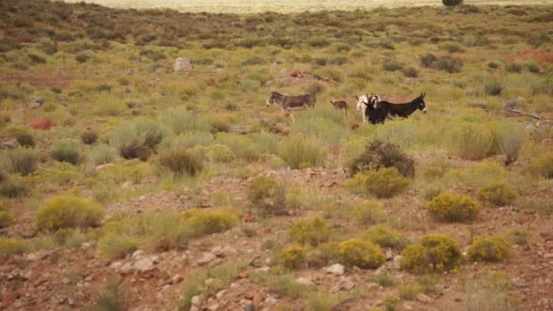 Wild Burro lângă Parcul Național Monument — Videoclip de stoc