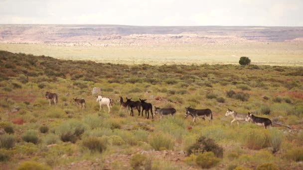 Wild Burro in de buurt van Monument Nationaal Park — Stockvideo