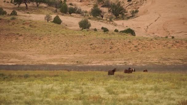 Cavalos Selvagens Perto do Monumento Parque Nacional — Vídeo de Stock