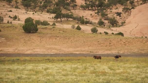 Vilda hästar nära Monument National Park — Stockvideo