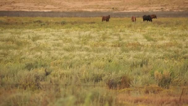 Vahşi atlar anıt National Park yakınındaki — Stok video