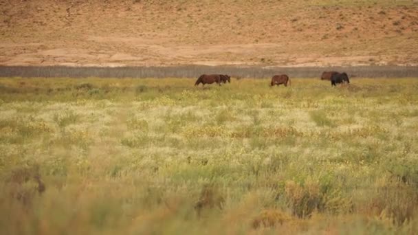 Dzikie konie w pobliżu pomnik Narodowy Park — Wideo stockowe