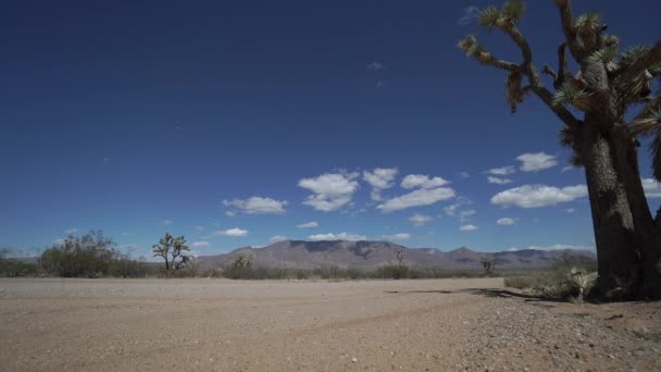 Carretera Joshua Tree en el desierto — Vídeo de stock