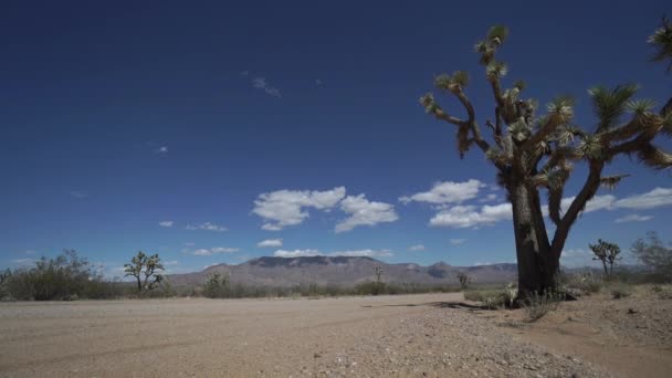 Άκρη του δρόμου δέντρο Joshua στην έρημο — Αρχείο Βίντεο