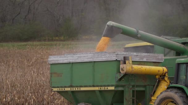 Scen med att skörda majs i ett fält — Stockvideo