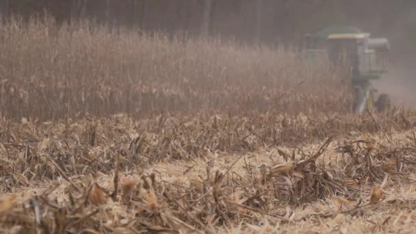 Escena de la cosecha de maíz en un campo — Vídeo de stock