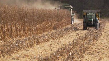 Bir alanda mısır hasat sahne