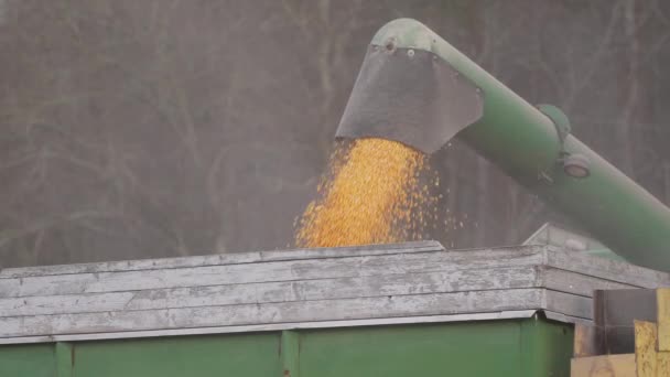 Adegan memanen jagung di lapangan — Stok Video