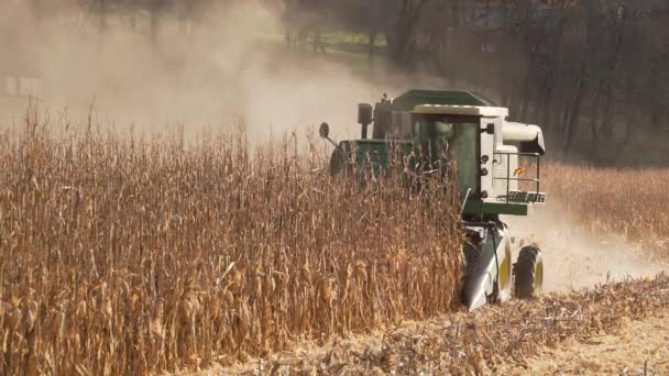 Jelenet a mező kukorica betakarítása — Stock videók