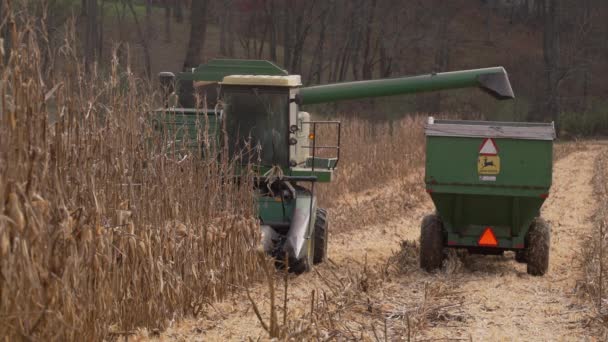 Scen med att skörda majs i ett fält — Stockvideo