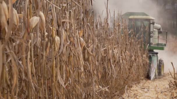 Scene of harvesting corn in a field — Stock Video