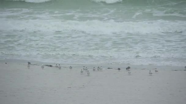 En scen av sjöfåglar på en Florida strand — Stockvideo