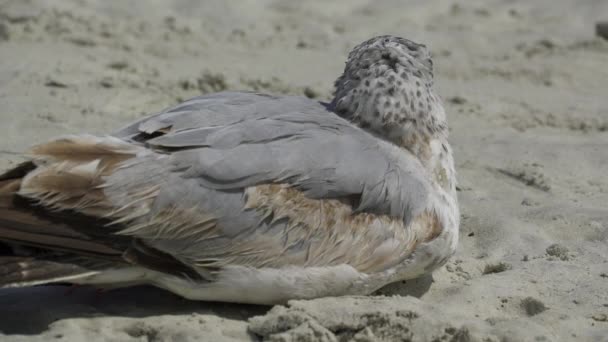 A scene of seabirds on a Florida beach — Stock Video