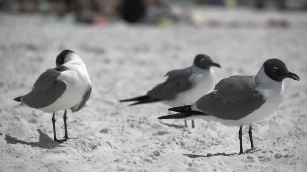 海鸟在佛罗里达州的海滩上一个场景 — 图库视频影像