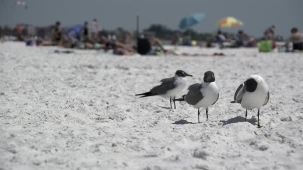 En scen av sjöfåglar på en Florida strand — Stockvideo