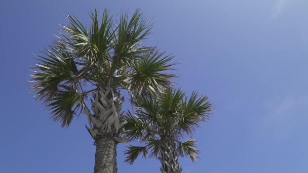 Palmen an einem schönen sonnigen Tag — Stockvideo