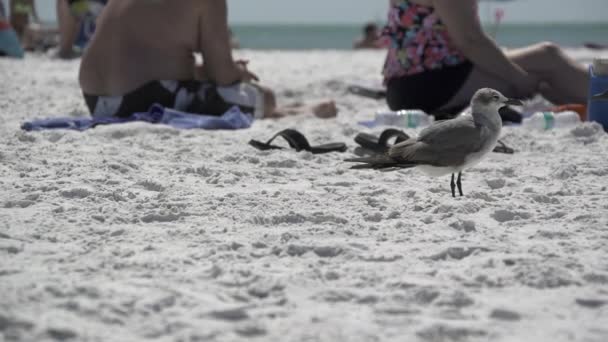 En scen av sjöfåglar på en Florida strand — Stockvideo