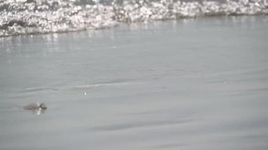 Florida sahilindeki insanların sahnesi
