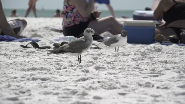 En scen av sjöfåglar på en Florida strand — Stockvideo