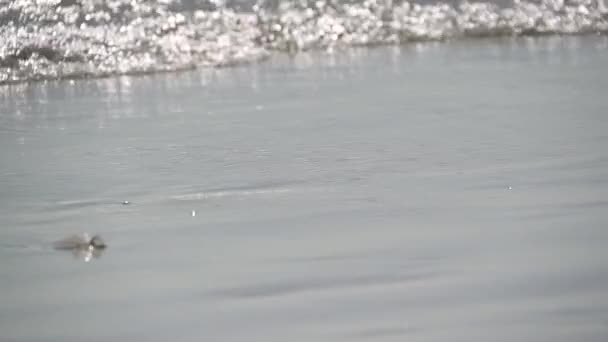 Scene of people on a Florida beach — Stock Video