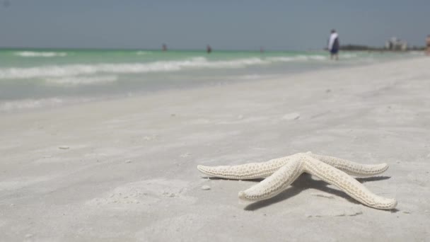 Een zeester op het strand van een mooie vakantie-resort — Stockvideo