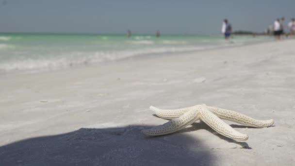 Una estrella de mar en la playa de un hermoso complejo vacacional — Vídeos de Stock