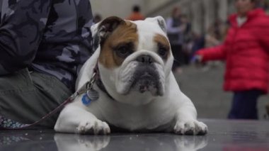 New York'ta oturan bir bulldog görünümünü