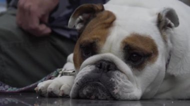 New York'ta oturan bir bulldog görünümünü