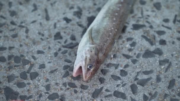 Nahaufnahme eines auf Beton keuchenden / sterbenden Fisches — Stockvideo