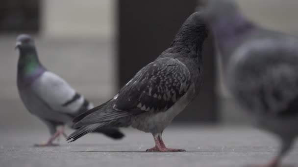 Palomas con peatones caminando en el fondo — Vídeo de stock