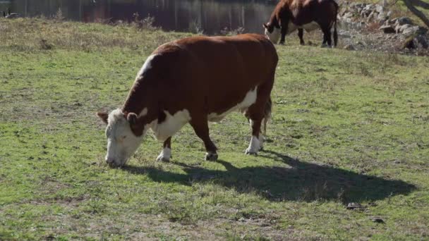 Годування корів у прекрасному пасовищі — стокове відео