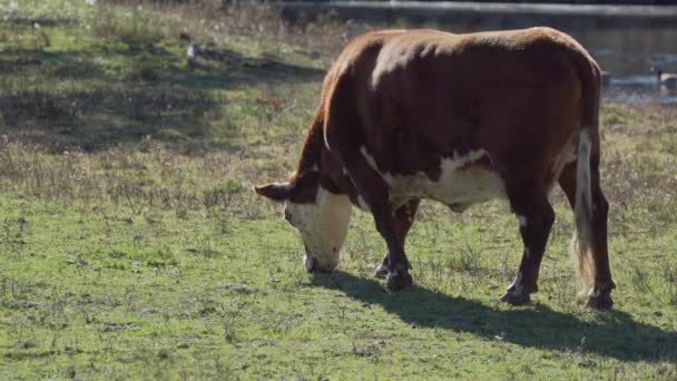 Vaches se nourrissant dans un beau pâturage — Video