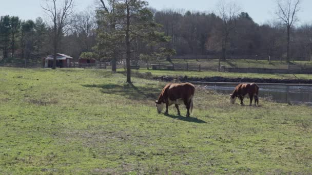 Vacas alimentándose en un hermoso pasto — Vídeo de stock