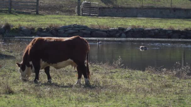 Αγελάδες σίτιση σε ένα όμορφο λιβάδι — Αρχείο Βίντεο