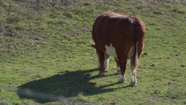 Kyr som beiter på en vakker eng – stockvideo