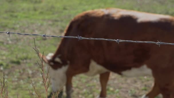 Mucche che si nutrono in un bel pascolo — Video Stock