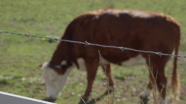 Vacile se hrănesc într-o pășune frumoasă — Videoclip de stoc