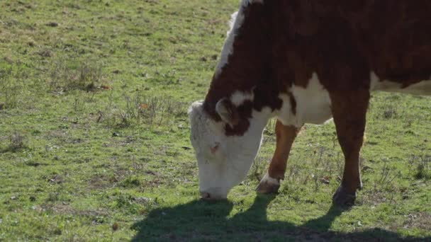 Mucche che si nutrono in un bel pascolo — Video Stock