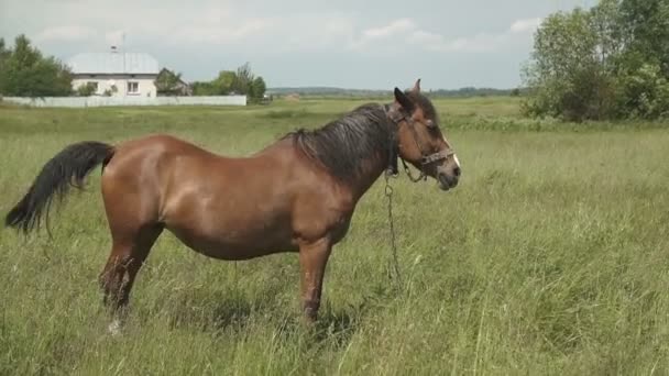 Häst i fält, gård djur serie, häst på landsbygden, bor avslappnad — Stockvideo