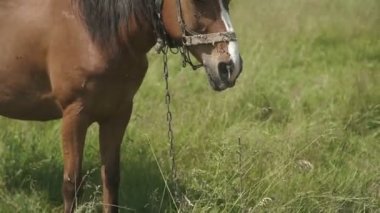 at bir alan, çiftlik hayvanları serisi, rahat kalan at kırsal
